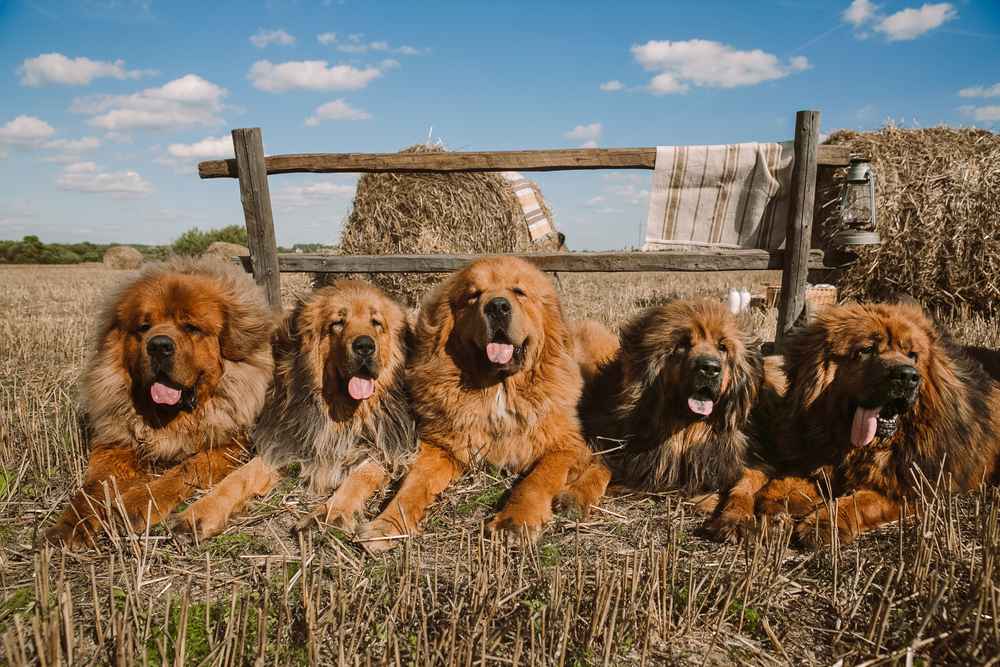 9 Fakta Anjing Tibetan Mastiff, Ras Termahal di Dunia