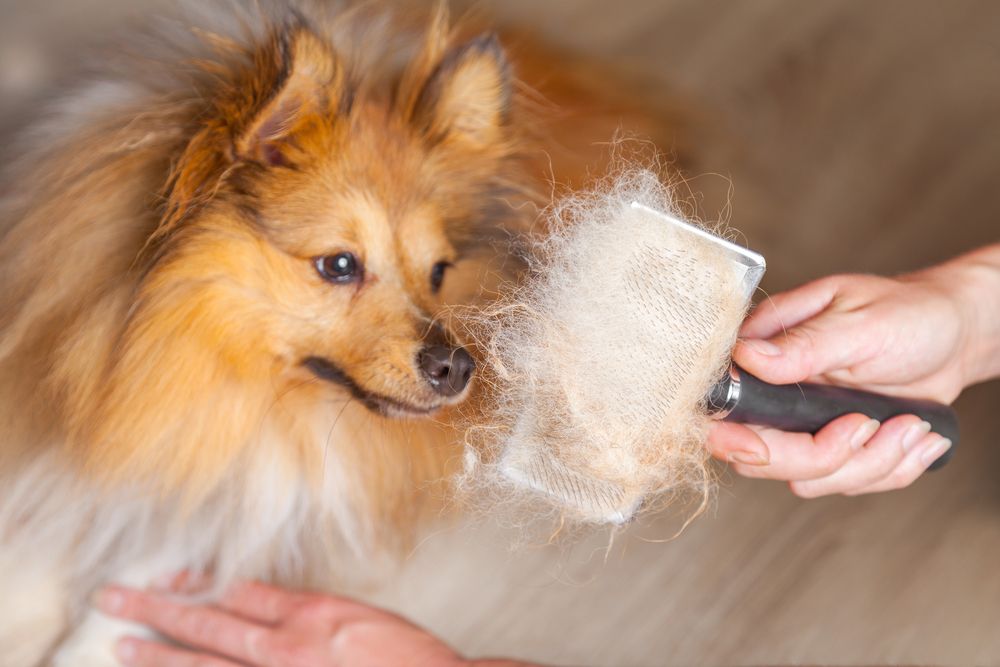 9 Penyebab Bulu Rontok pada Anjing dan Perawatannya