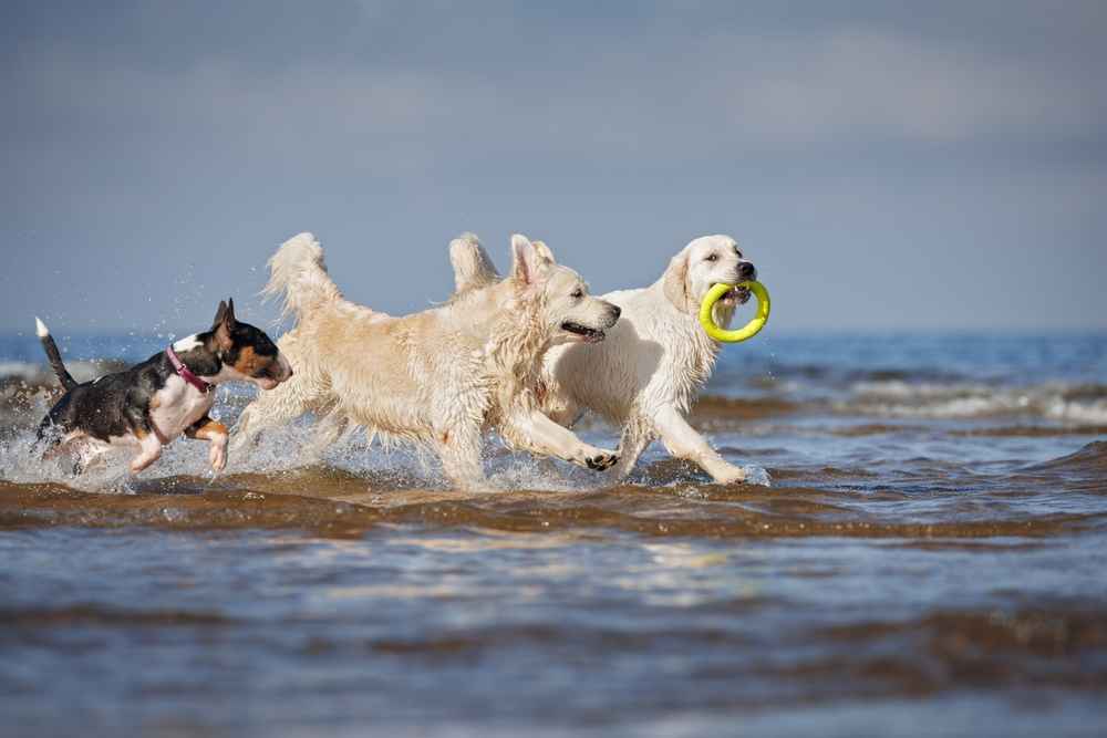 9 Jenis Anjing Pintar yang Cocok Jadi Hewan Peliharaan