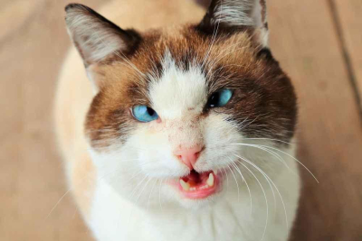 kucing juling