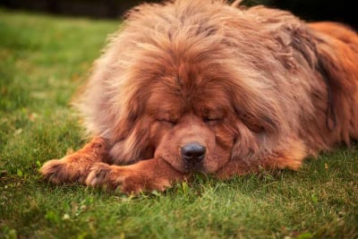 anjing tibetan mastiff