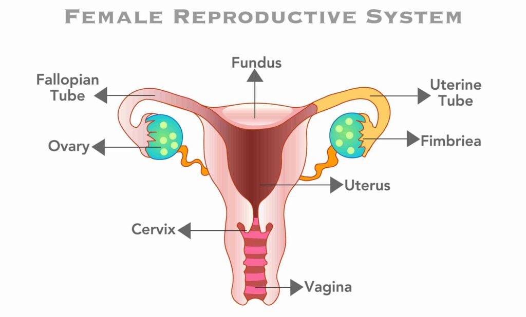 fimbriae pada wanita