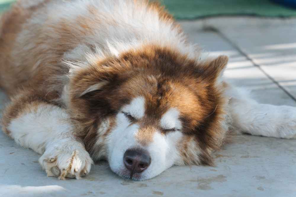 anjing-berbulu-tebal