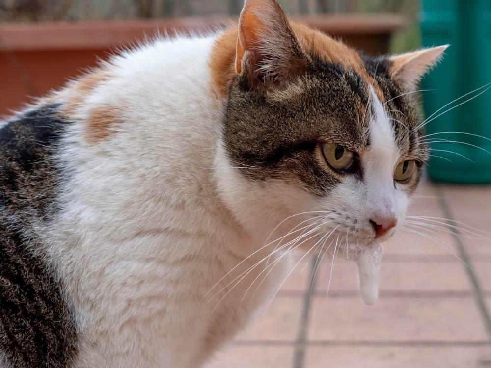 8 Penyebab Kucing Muntah Busa dan Cara Mengatasinya