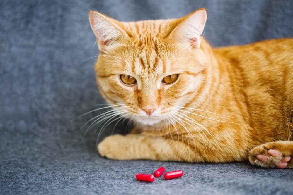 Amoxicillin untuk Kucing, Ini Kegunaan dan Aturan Pakainya