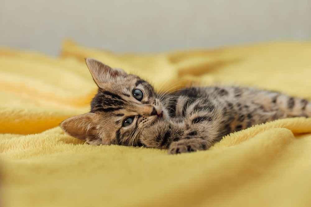 Ketahui Makanan Kucing Umur 1 Bulan dan Cara Merawatnya