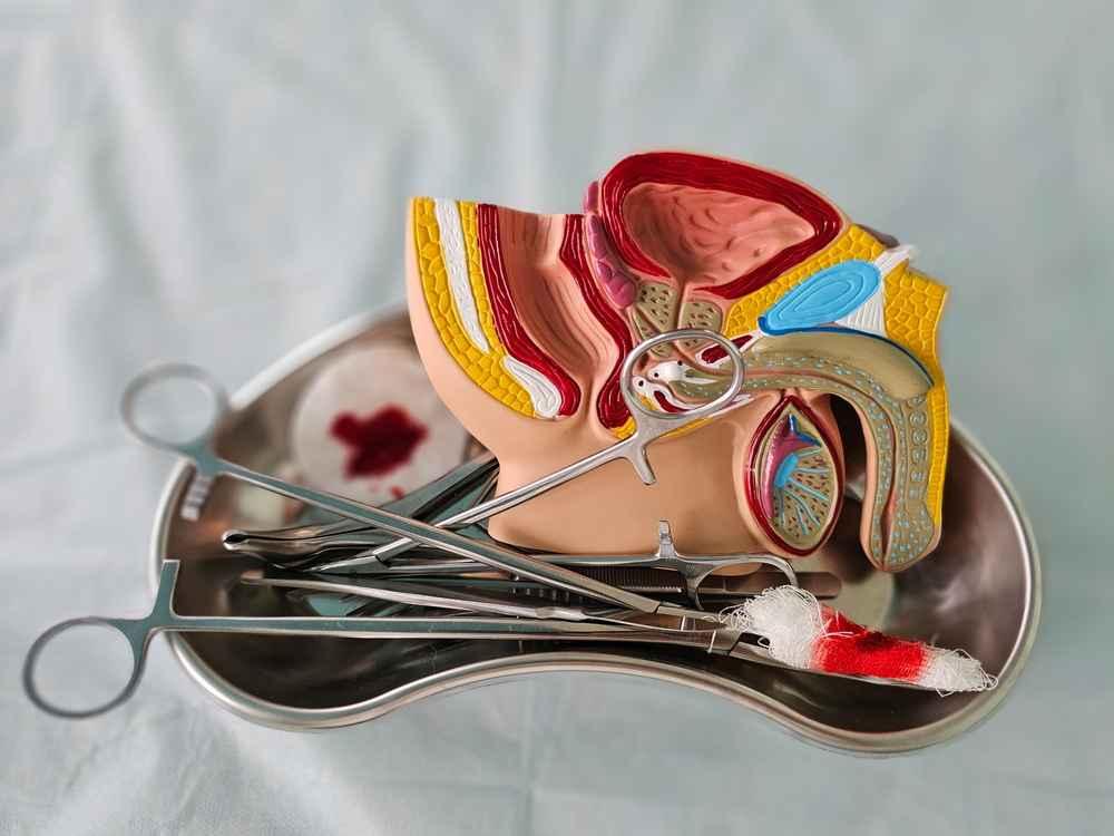 Fungsi Kelenjar Cowper pada Sistem Reproduksi Pria