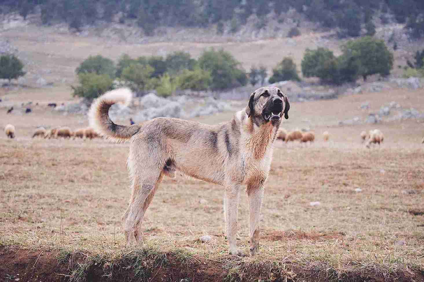 Anjing besar Anatolian Shepherd