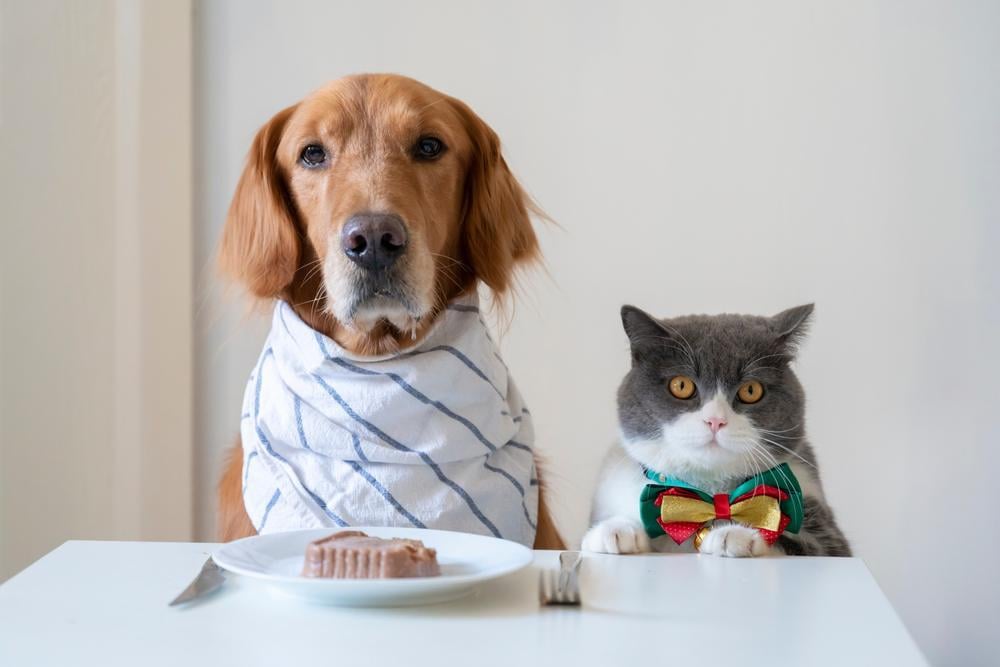 anjing-boleh-makan-makanan-kucing