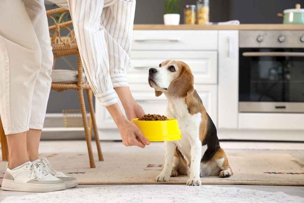 memberi-makan-anjing