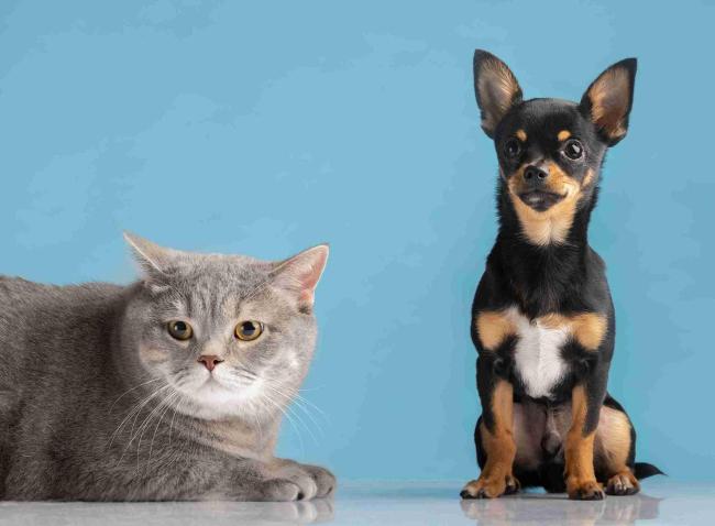 Perbedaan Kucing dan Anjing, Mana yang Cocok dengan Anda?