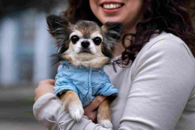 10 Jenis Anjing Ras Teacup, Si Mungil yang Menggemaskan