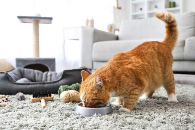 8 Penyebab Kucing Makan Terlalu Cepat dan Cara Mencegahnya