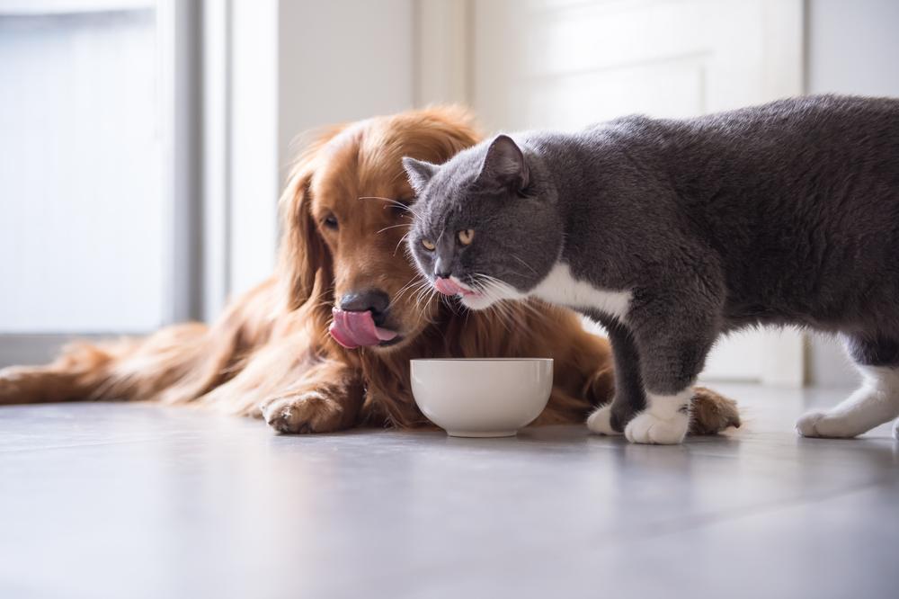 Apakah anjing boleh makan makanan kucing