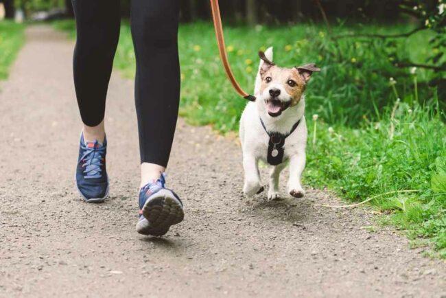 9 Aktivitas Menyenangkan Bersama Anjing yang Bisa Dilakukan