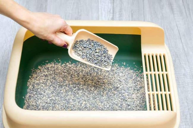 7 Cara Membersihkan Kotoran Kucing yang Benar