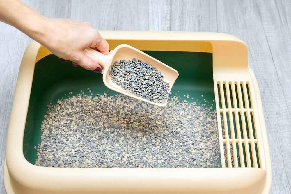 7 Cara Membersihkan Kotoran Kucing yang Benar