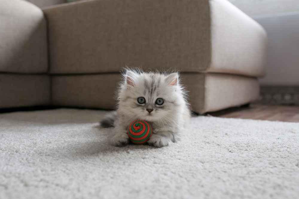 6 Cara Merawat Anak Kucing Persia agar Sehat dan Nyaman