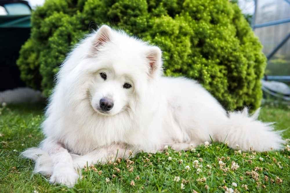 Mengenal Anjing Samoyed, Ciri Fisik hingga Cara Merawatnya