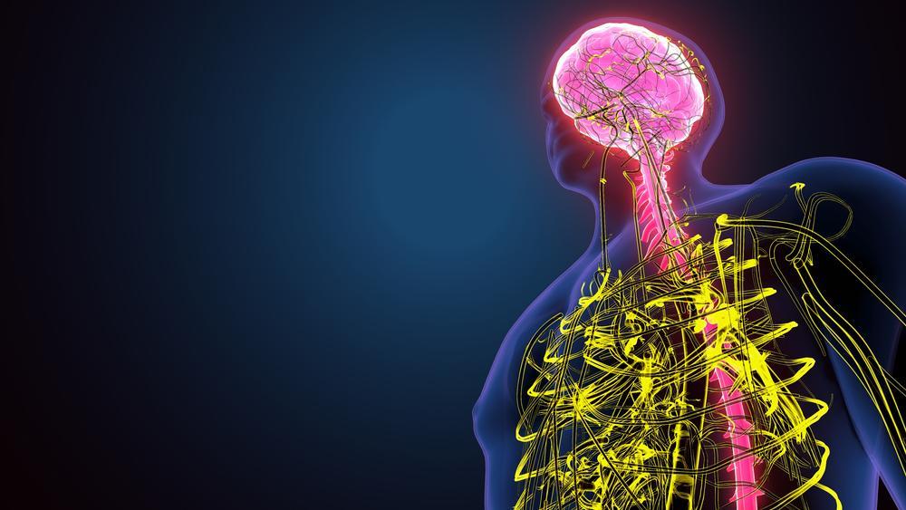 Ketahui 6 Perbedaan Saraf Simpatik dan Parasimpatik