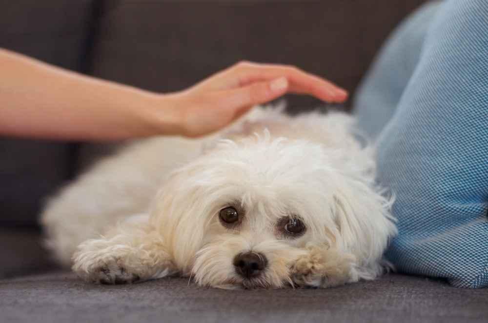 penyakit pada anjing maltese