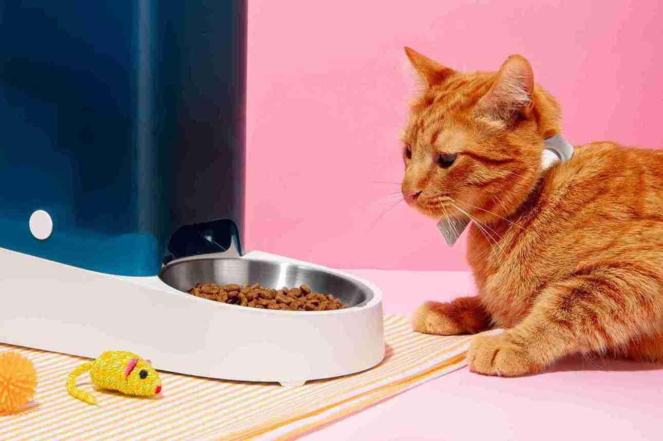 6 Makanan Penggemuk Kucing yang Sehat dan Mudah Dibuat