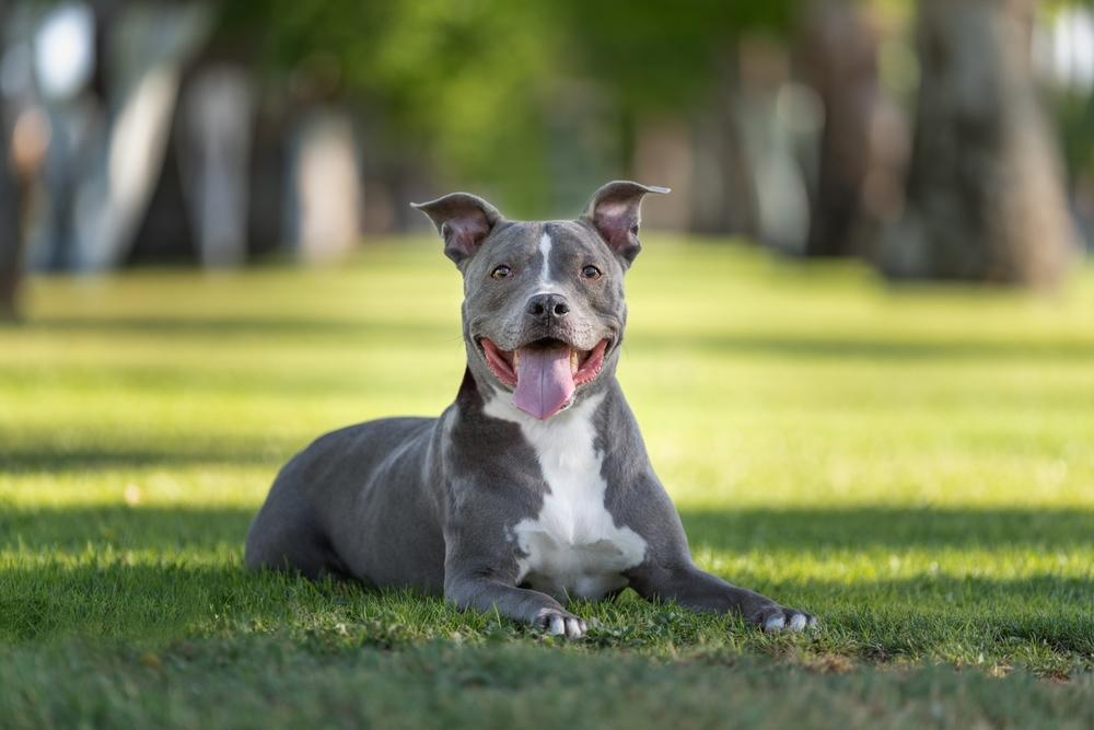 anjing-pitbull