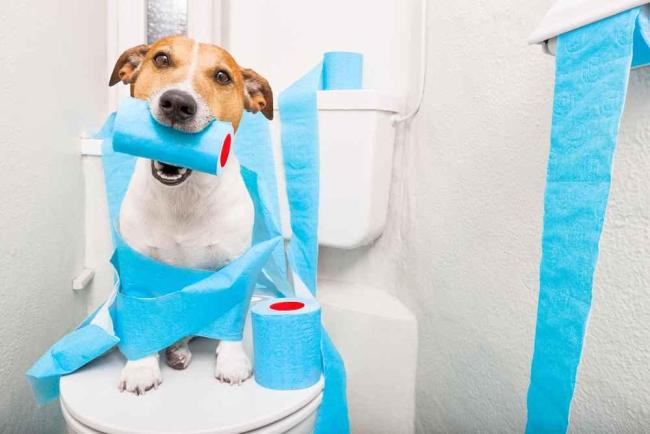9 Penyebab Anjing Mencret dan Cara Mengatasinya yang Tepat