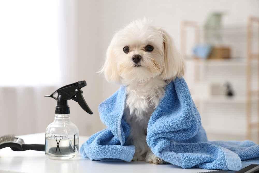 cara merawat anjing maltese