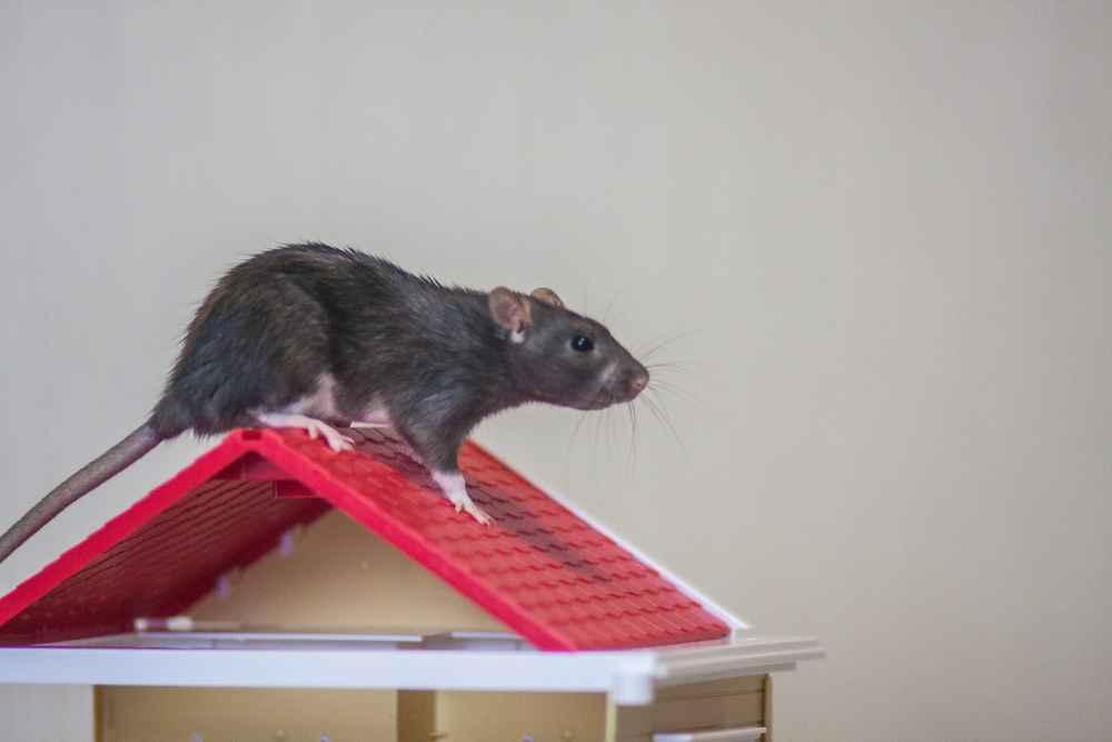 5 Cara Mengusir Tikus di Plafon Rumah yang Ampuh dan Aman