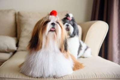 ciri fisik anjing Shih Tzu