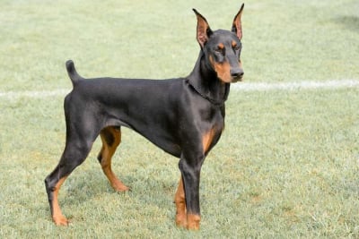 anjing doberman