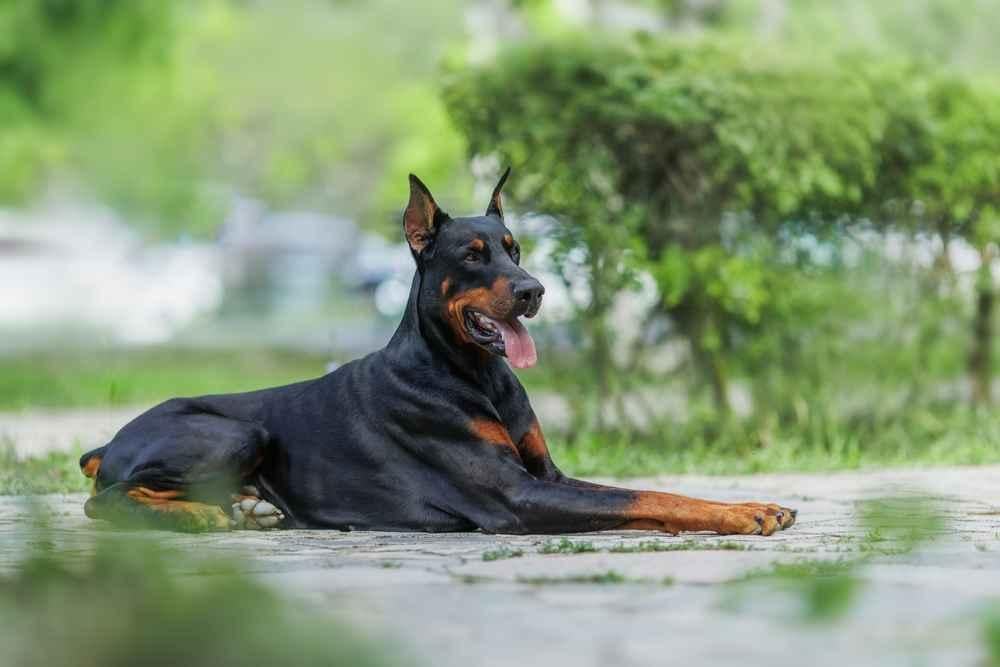 anjing-doberman