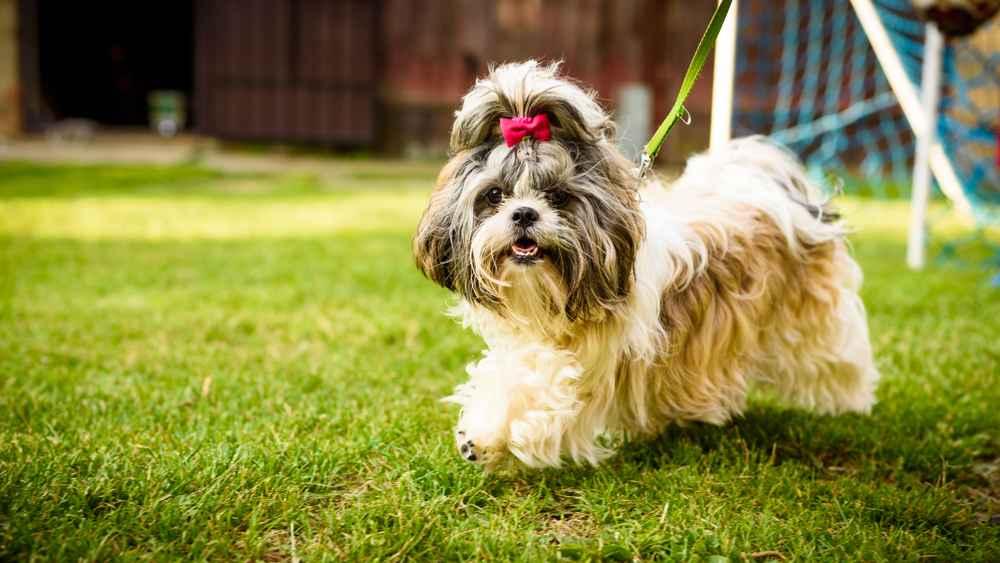 Anjing Shih Tzu, si Bulu Panjang yang Imut dan Mungil