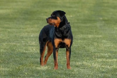 gambar anjing rottweiler