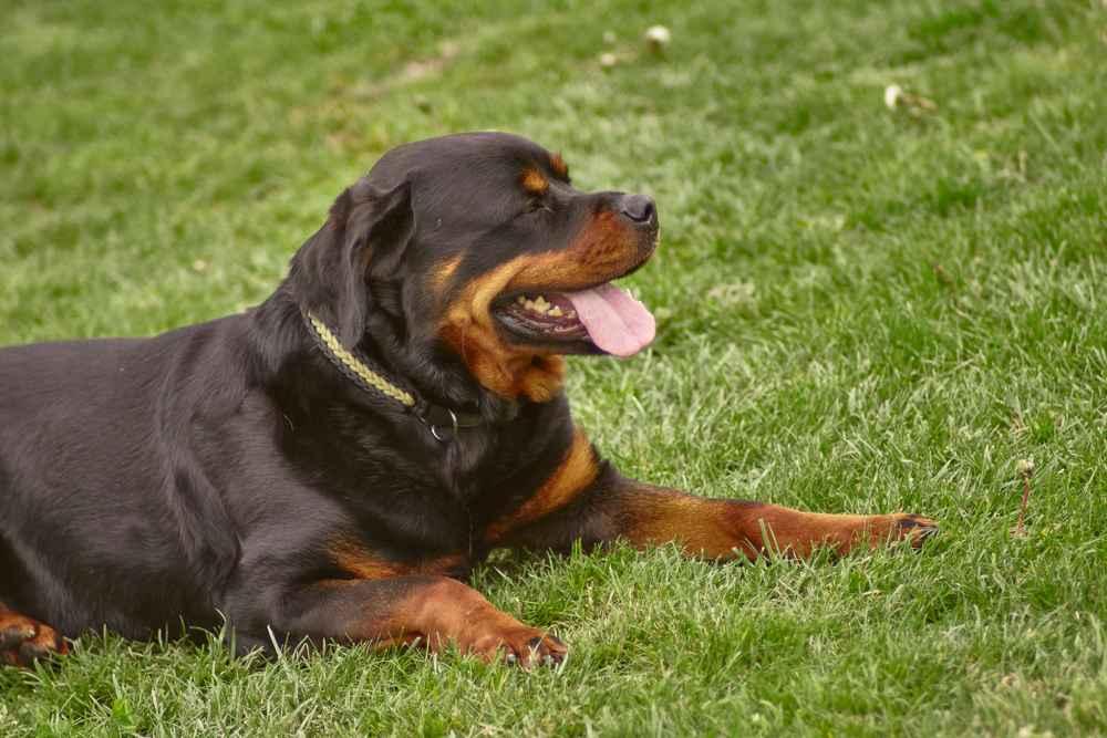 Mengenal Anjing Rottweiler, si Gagah yang Penuh Kasih