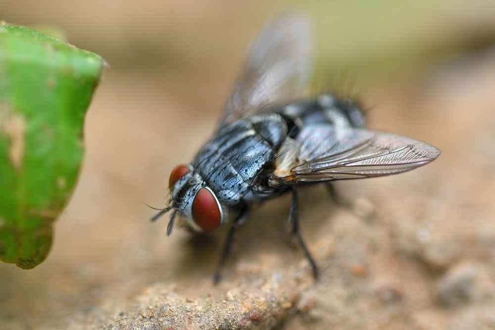 Bahaya Lalat Daging di Rumah dan Cara Mengusirnya