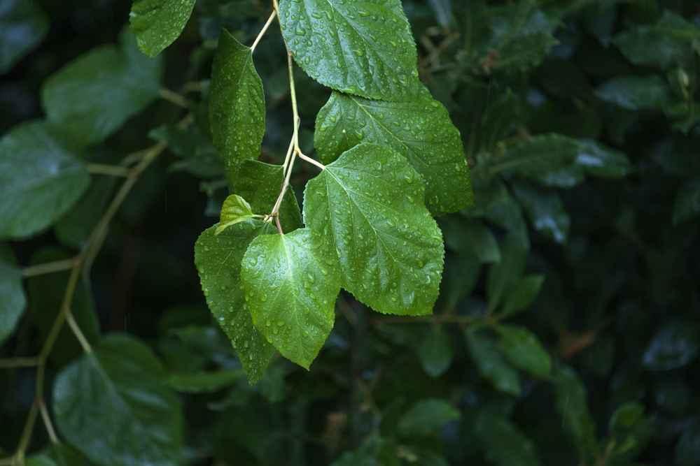 7 Manfaat Daun Murbei untuk Kesehatan dan Efek Sampingnya