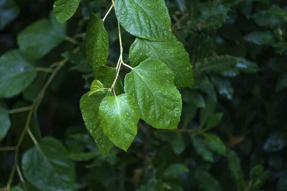 daun-murbei