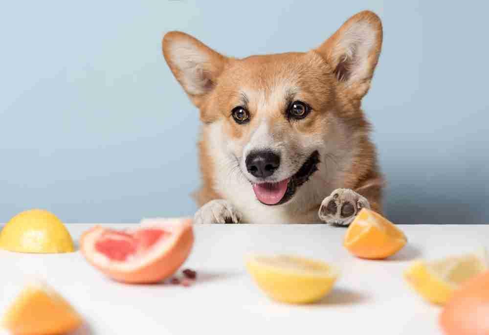 buah-untuk-anjing