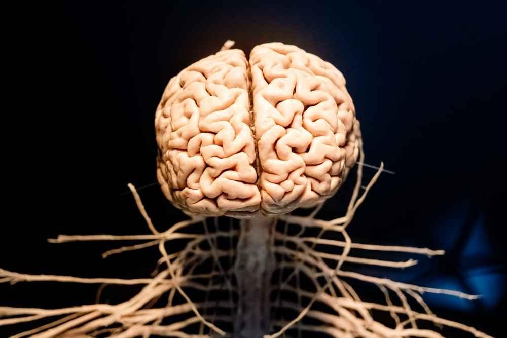 Fungsi Sel Schwann dalam Sistem Saraf dan Jenis Gangguannya