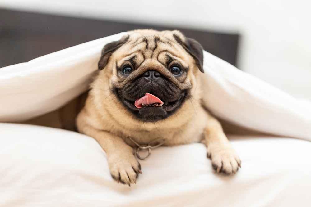 Kenali Karakteristik Anjing Pug dan Cara Merawatnya