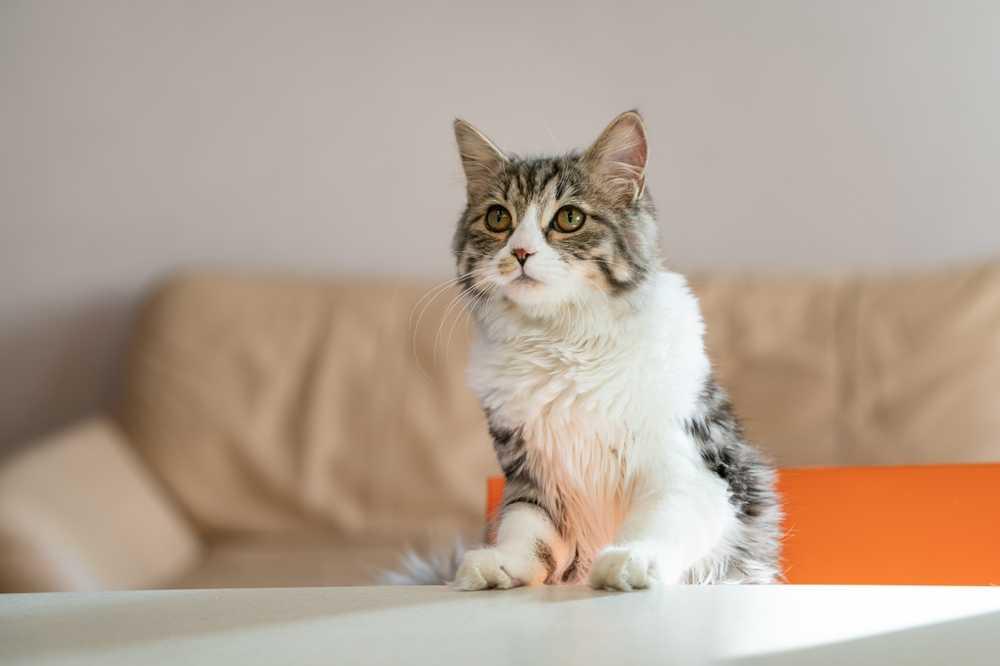 7 Penyebab Kucing Bertingkah Gila dan Cara Menghentikannya