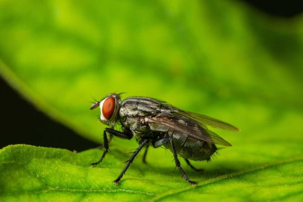 Lalat Botfly