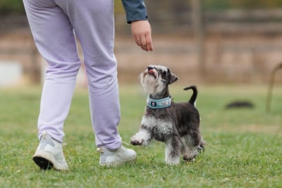 Schnauzer