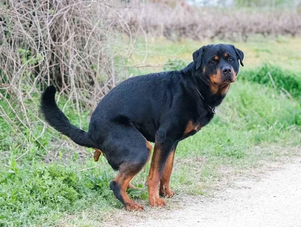 kotoran-anjing
