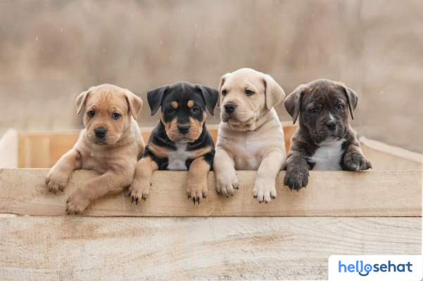 a27568cd-gambar-anak-anjing-1000x400.jpg