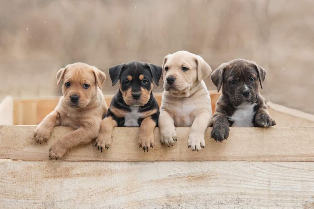 7 Tips Merawat Anak Anjing agar Tumbuh dengan Sehat