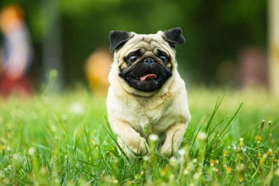 jenis anjing pug