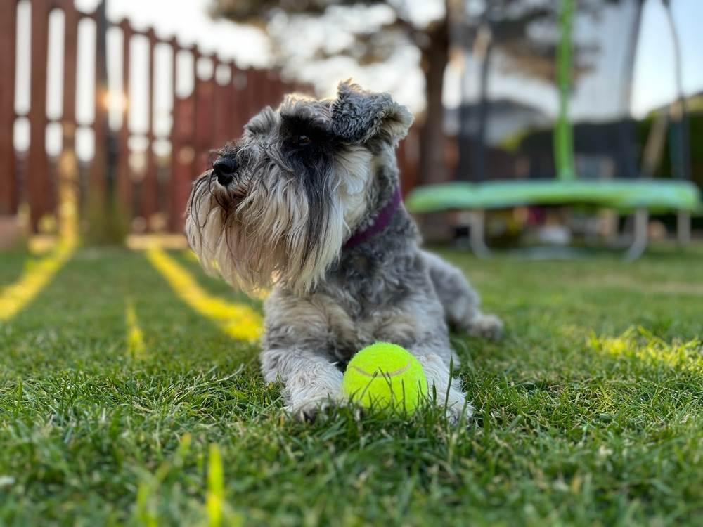 Mengenal Anjing Schnauzer, Anabul Bermoncong Unik